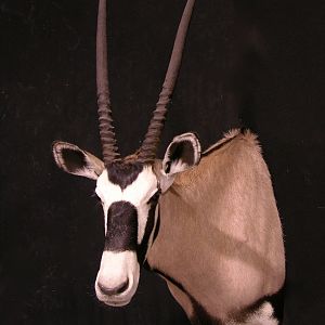 Gemsbok Shoulder Mount Taxidermy