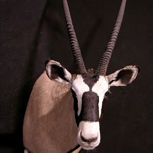 Gemsbok Shoulder Mount Taxidermy