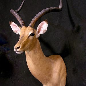 Impala Shoulder Mount Taxidermy