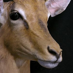 Impala Shoulder Mount Taxidermy