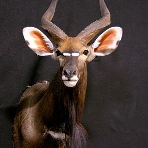 Nyala Shoulder Mount Taxidermy