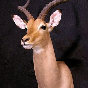 Impala Shoulder Mount Taxidermy