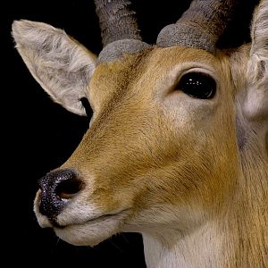 Reedbuck Shoulder Mount Taxidermy