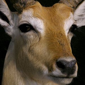 Lechwe Shoulder Mount Taxidermy