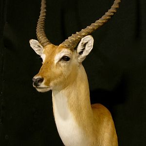 Lechwe Shoulder Mount Taxidermy