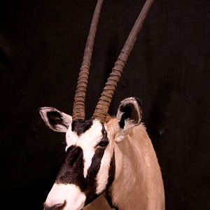 Gemsbok Shoulder Mount Taxidermy