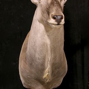 Eland Pedestal Mount Taxidermy