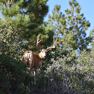 Deer in Utah USA