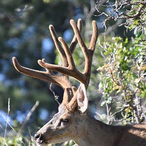 Deer in Utah USA