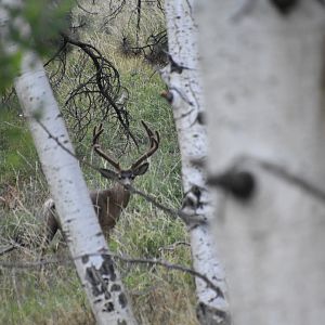 Deer in Utah USA