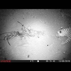 Leopard Trail Cam Pictures South Africa