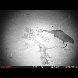 Mongoose Trail Cam Pictures South Africa