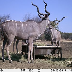 South Africa Trail Cam Pictures Kudu