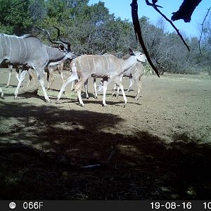 Kudu Trail Cam Pictures South Africa