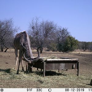 Trail Cam Pictures of Kudu in South Africa