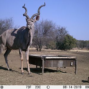 Kudu Trail Cam Pictures South Africa