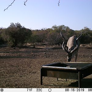 South Africa Trail Cam Pictures Kudu