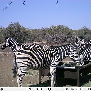 Trail Cam Pictures of Burchell's Plain Zebra in South Africa