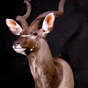 Kudu Pedestal Mount Taxidermy