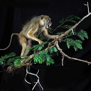 Baboon Full Mount Taxidermy