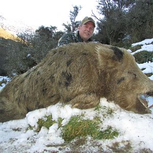 New Zealand Hunting Boar