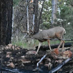 Mule Deer Utah USA