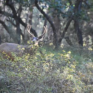 Mule Deer in Utah USA