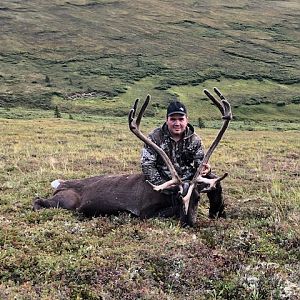 Hunt Caribou in Alaska USA