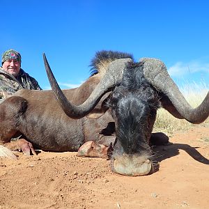 Hunting Black Wildebeest in South Africa