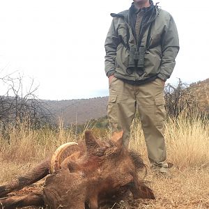 South Africa Hunt Warthog