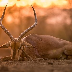 South Africa Bow Hunt Impala