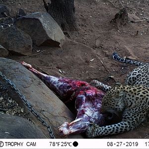 Trail Cam Pictures of Leopard in South Africa