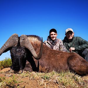 Black Wildebeest Hunt South Africa