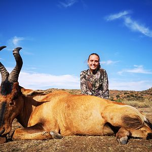 Red Hartebeest Hunting South Africa