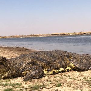 Hunting Crocodile in Caprivi/ Zambesi Region Namibia