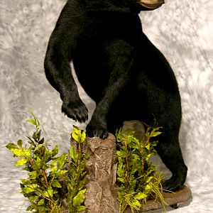 Black Bear Full Mount Taxidermy #2