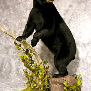 Black Bear Full Mount Taxidermy #4