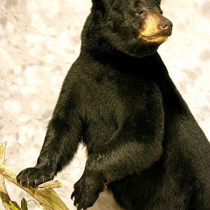 Black Bear Full Mount Taxidermy #4