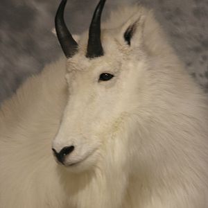 Mountain Goat Full Mount Taxidermy