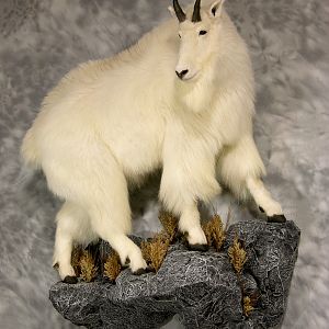 Mountain Goat Full Mount Taxidermy