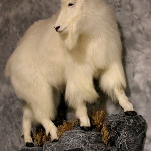 Mountain Goat Full Mount Taxidermy