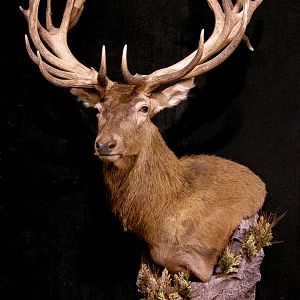 Red Stag Wall pedestal with Habitat Taxidermy