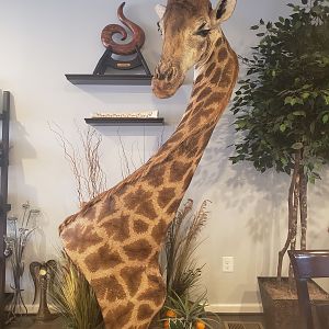 Giraffe Pedestal Mount Taxidermy