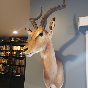 Impala Shoulder Mount Taxidermy