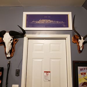 Blue Wildebeest & Impala European Skull Mounts Taxidermy