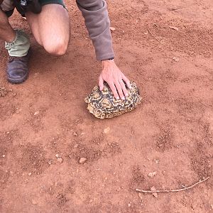 Leopard Tortoise Zimbabwe