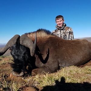 Hunt Black Wildebeest in South Africa