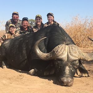 Cape Buffalo