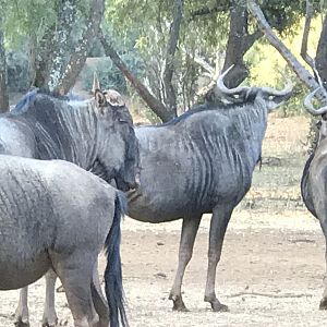 Blue Wildebeest South Africa