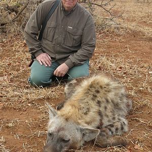 Spotted Hyena Hunt Zimbabwe
